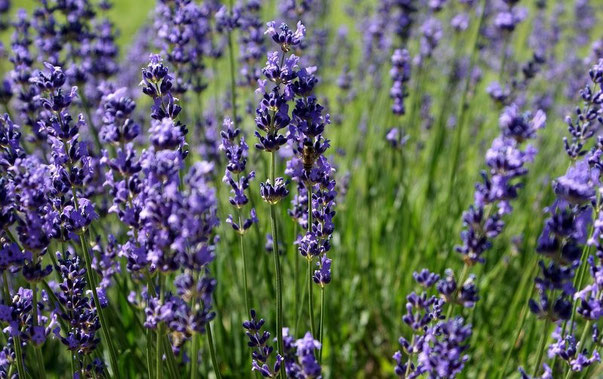 Aromatherapie Lavendel