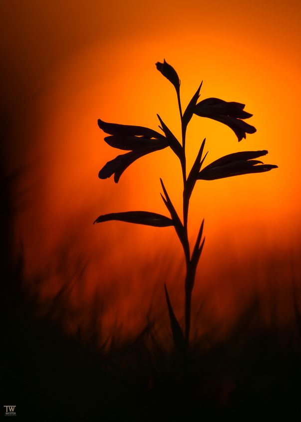 19 Im Abendfeuer….