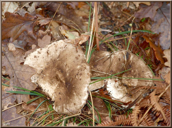 Lactaires Poivrés en forêt sur le Bassin d'Arcachon
