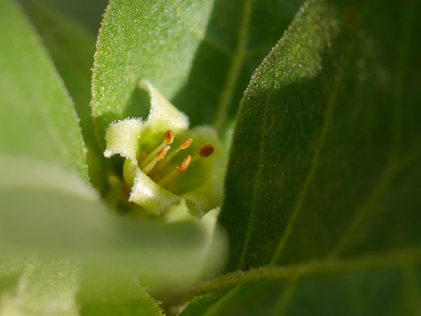 Withania Somnifera "Ashwaganda" is een bijzondere plant  waarbij vooral de medicinale wortels verwerkt worden  vanwege hun adaptogene werking, versterking van het  immuunsysteem en voeden van het zenuwstelsel.