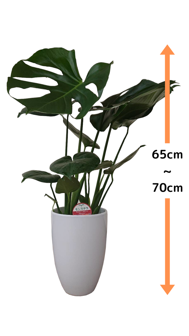 モンステラ6号陶器鉢 - angelflowershop 大分県 大分市 大分 モンステラ6号陶器鉢 - angelflowershop 大分県 大分市 大分