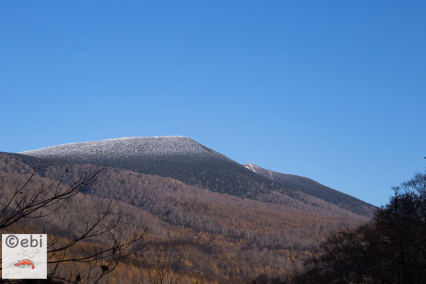 初冠雪