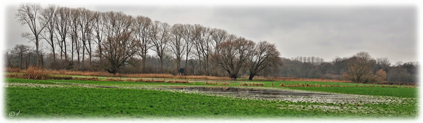 Eine Feuchtwiesenlandschaft