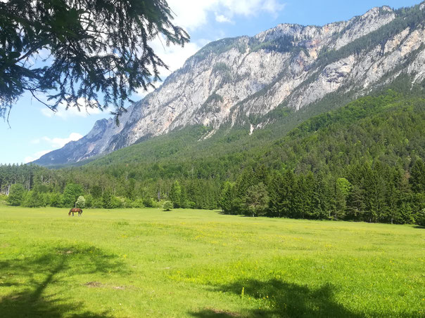 Die Schütt ist das älteste Naturschutzgebiet im Bundesland Kärnten