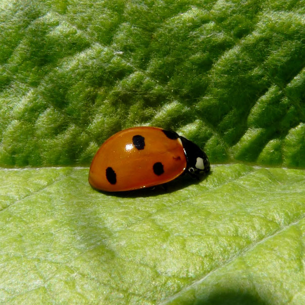 Coléoptère coccinelle / Beetle ladybird / Photos de Crystal Jones / http://jardin-secret-de-crystal-jones.jimdo.com/ Photographies de la nature