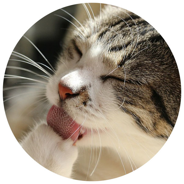 Im Gesicht einer Katze befinden sich zahlreiche Tasthaare (Vibrissen), Foto: Birgitta Kuhlmey