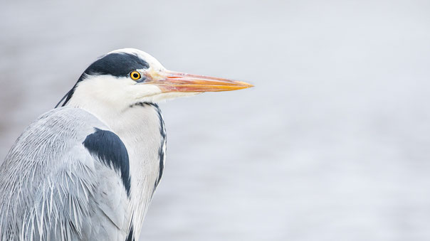 Sebastian Vogel, Graureiher, Luisenpark, Naturfotografie