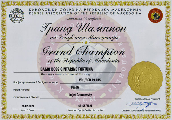 Bagio Boss Gintarine Fortuna * Lord James *, Czarnowsky , Beagle, Beagle, Beagle, Beagle, Beagle, Champions, Winner, the Best, Love, Star