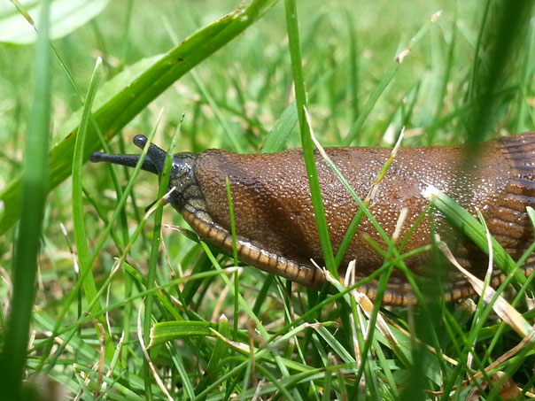 Spanische Wegschnecke Rund um den naturnahen Garten Schweizer Blog