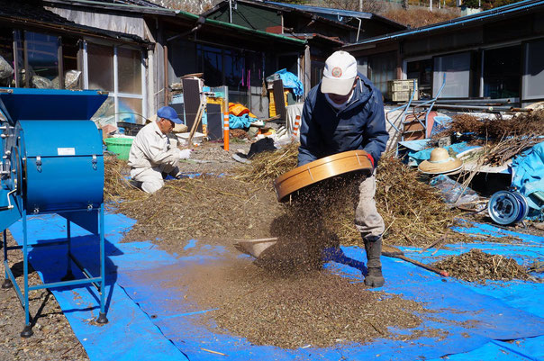 下栗蕎麦の収穫