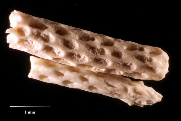 Senckenberg, Bryozoa, Bryozoen, Moostierchen, Sammlung Voigt