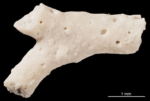 Senckenberg, Bryozoa, Bryozoen, Moostierchen, Sammlung Voigt