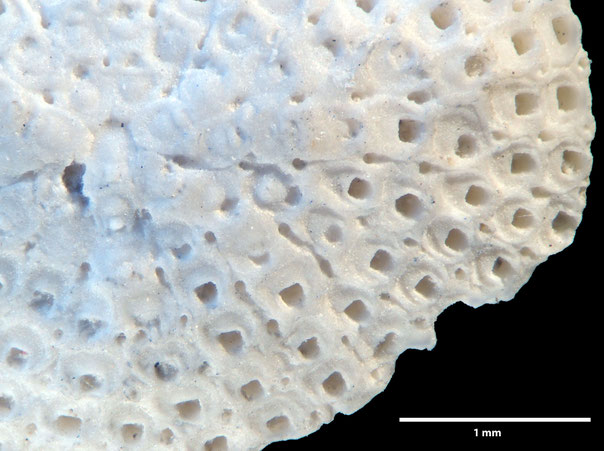 Senckenberg, Bryozoa, Bryozoen, Moostierchen, Sammlung Voigt