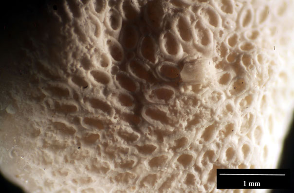 Senckenberg, Bryozoa, Bryozoen, Moostierchen, Sammlung Voigt