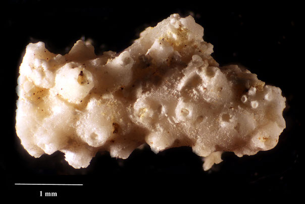 Senckenberg, Bryozoa, Bryozoen, Moostierchen, Sammlung Voigt