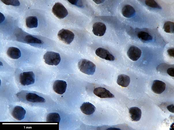 Senckenberg, Bryozoa, Bryozoen, Moostierchen, Sammlung Voigt