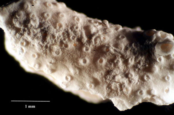 Senckenberg, Bryozoa, Bryozoen, Moostierchen, Sammlung Voigt