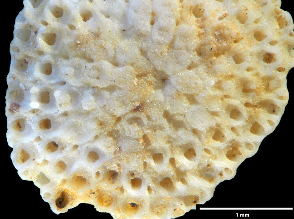 Senckenberg, Bryozoa, Bryozoen, Moostierchen, Sammlung Voigt