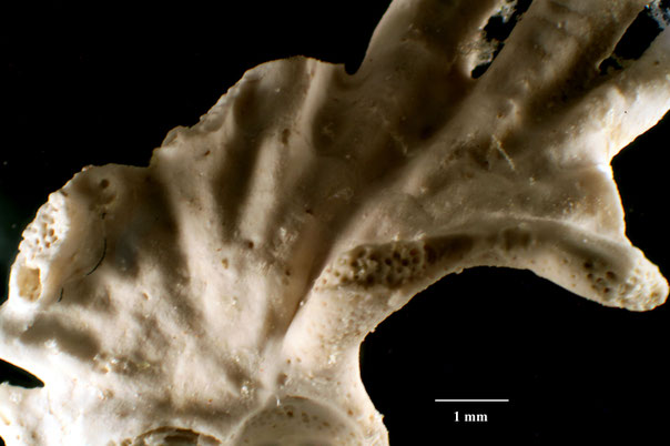 Senckenberg, Bryozoa, Bryozoen, Moostierchen, Sammlung Voigt