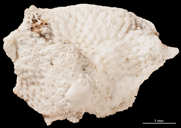 Senckenberg, Bryozoa, Bryozoen, Moostierchen, Sammlung Voigt