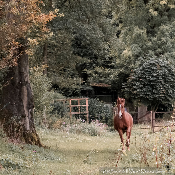 Purebred chestnut friesian Fabella (forestfriesian.com) fox friesian, red friesian, fuchsfriese