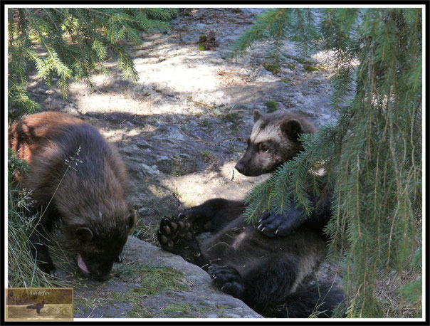 menschundnatur-unserezukunft, marder, tierschutz, wilderei