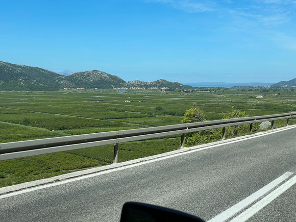 Mandarinen & Co im saftig grünen Neretva-Delta - fällt auf im sonst felsigen Dalmatien 
