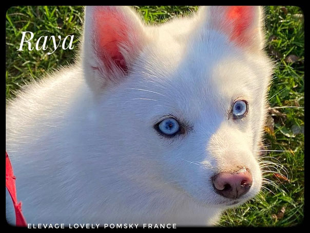 Pomsky Blanc adulte de 1 an, raya femelle Pomsky F1