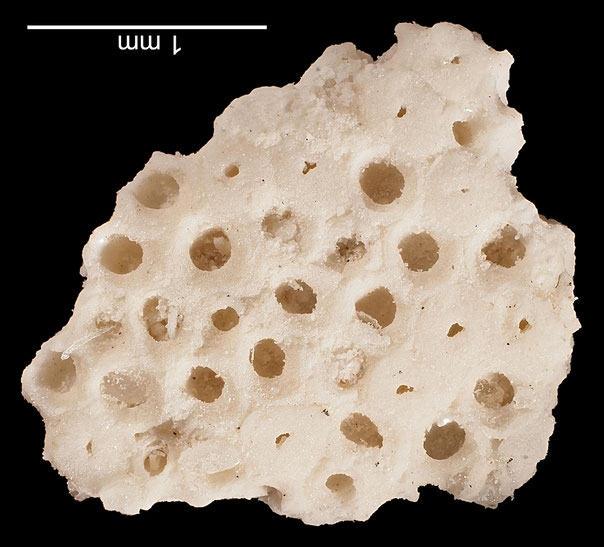 Senckenberg, Bryozoa, Bryozoen, Moostierchen, Sammlung Voigt