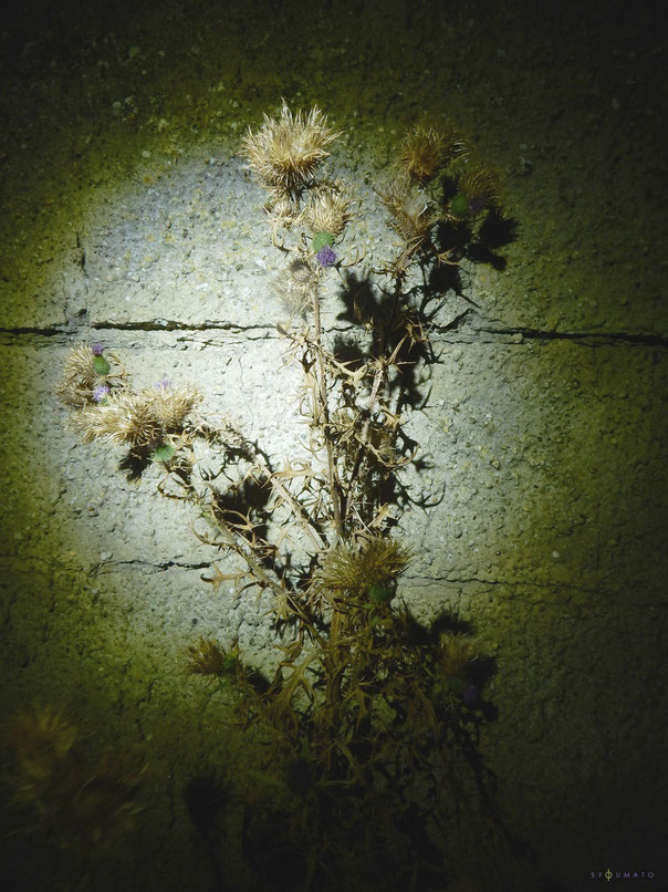 title : " Ombra della nocce " ____________________________________________C-print on Dibond  45 / 60 cm 