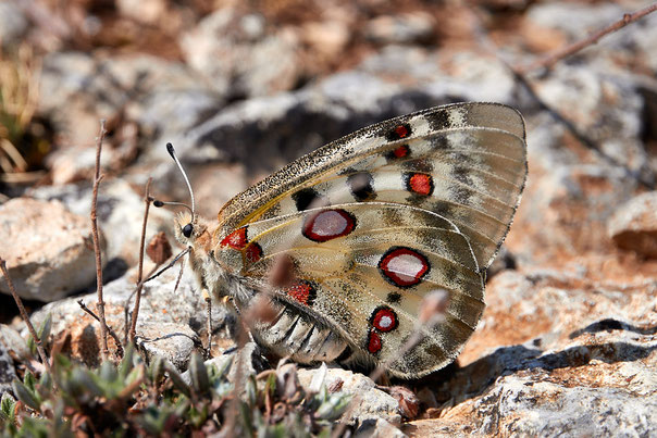 Apollo, Parnassius apollo © Roberto Cabo