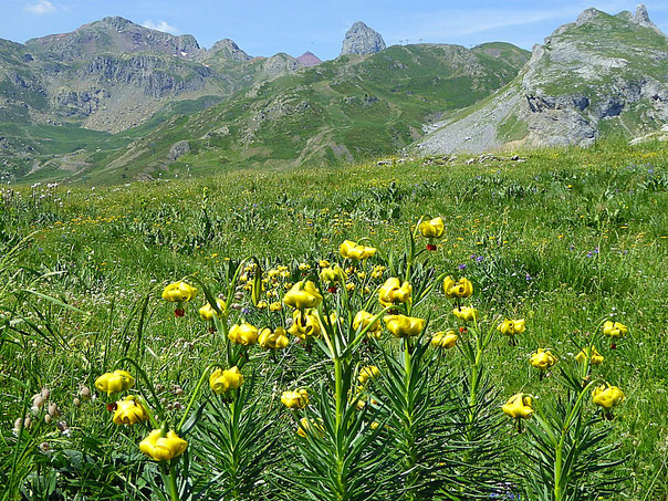 Hochgebirgswiese in den Pyrenäen mit Gelber Pyrenäenlilie