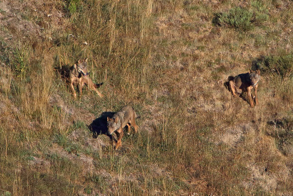 Wölfe im Kantabrischen Gebirge