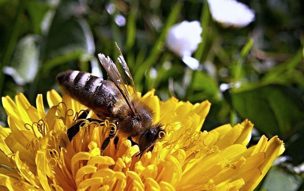 Bienen im Garten