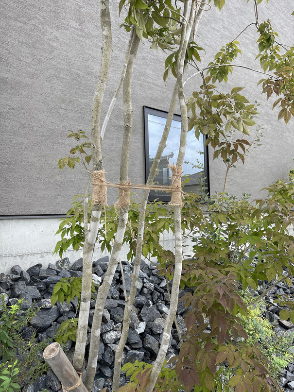 ナツハゼ 山彩り 雑木 ――アオダモ アオハダ モミジ カエデ ナツハゼ 山彩り 雑木 ――アオダモ アオハダ モミジ カエデ