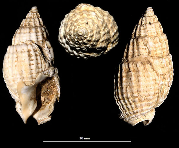 Nassarius reticulatus, Macchia della Turchina (Monteromano, VT)