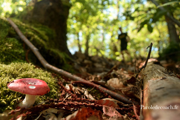 Coureur à pieds en forêt avec arbre et champignon au premier plan