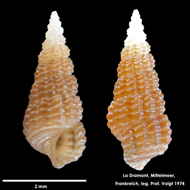 Bittium scabrum (Olivi, 1792); Gastropoden, Foraminiferen, Foraminifera, Fora, Senckenberg, La Dramont, Frankreich, Mittelmeer