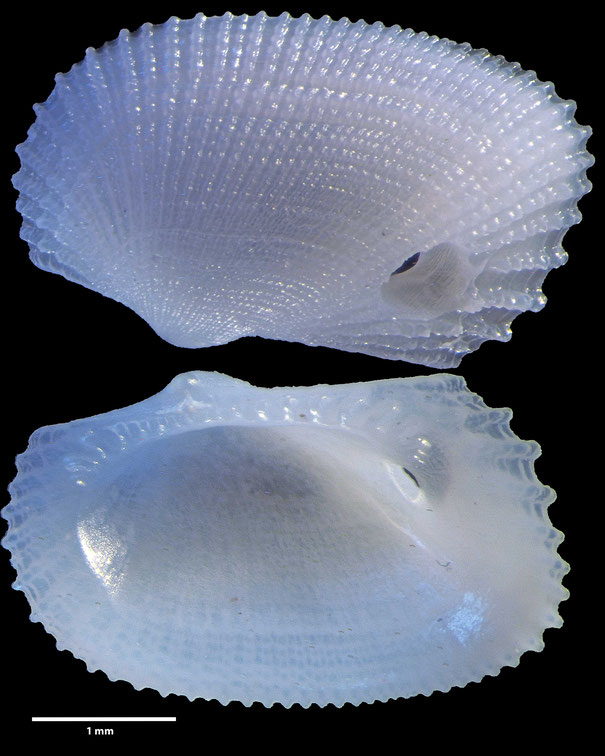 Lyonsia norwegica (Gmelin, 1791); Mollusca, Gastropoden, Foraminiferen, Foraminifera, Fora, Senckenberg, La Dramont, Frankreich, Mittelmeer