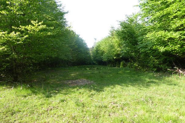 20.05.2020: der jetzige Jungwald (ehemals alter Wald im Biotopkataster)  im oben blau markierten Bereich