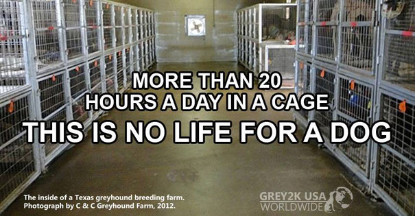 Le quotidien d'un greyhound de course: plus de 20h par jour en cage et un entrainement intensif, parfois, attaché derrière un 4x4. Les moins rapides sont euthanasiés, vendus pour la viande ou abandonnés...