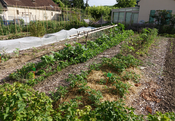Au jardin, l'entraide est le maître-mot. L'échelle aux courges peut être également utilisée par les tournesols.