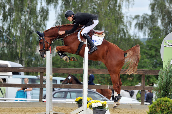 Ein braunes Pferd springt über einen Sprung im Parcours