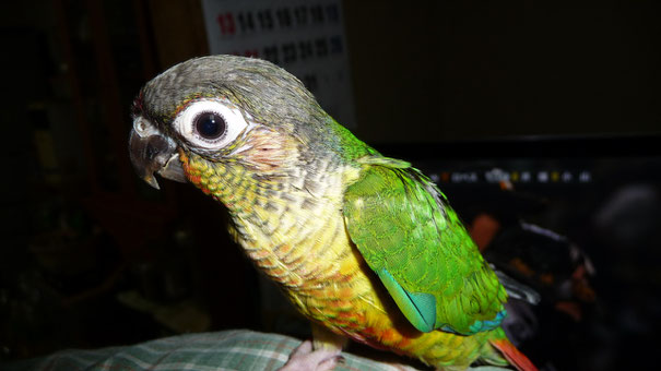 ウロコインコ手乗りヒナが仲間入りしました。