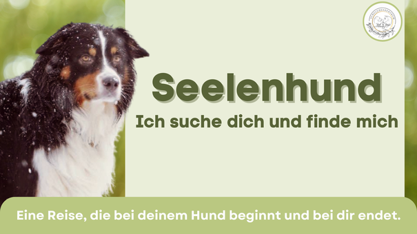Seelenhund, Hundekurs, Hundetraining, Körpersprache Mensch Hund