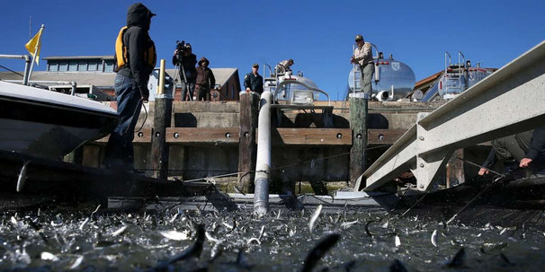 Transport des jeunes saumons vers des eaux plus fraîches en Californie. (Photo Le Monde)