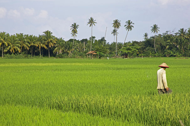 Viele ländliche Regionen prägen das Land Indonesien