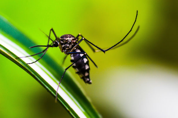 In Thailand besteht in ländlichen Regionen Malaria-Ansteckungegefahr