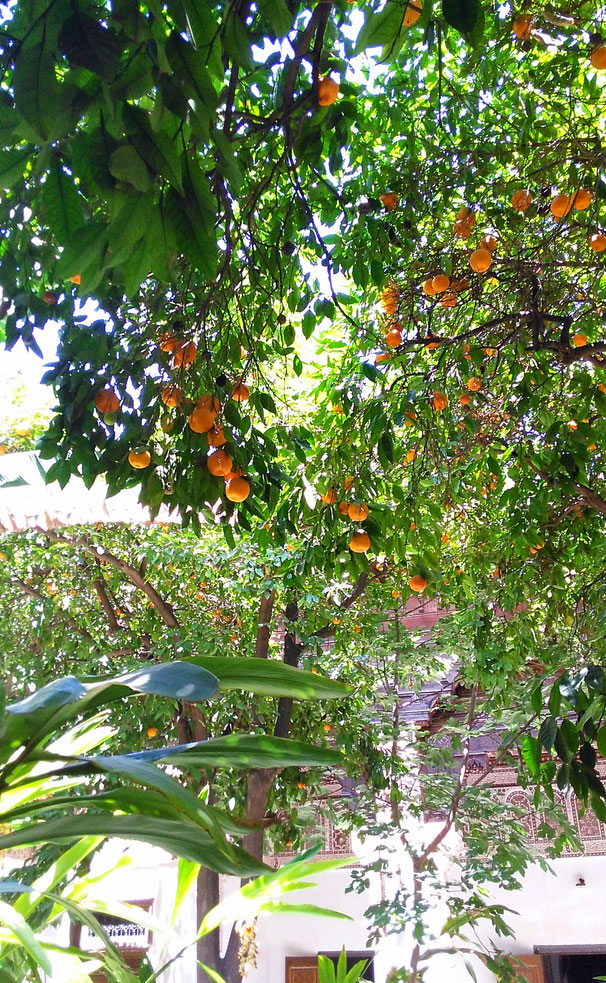 orange tree