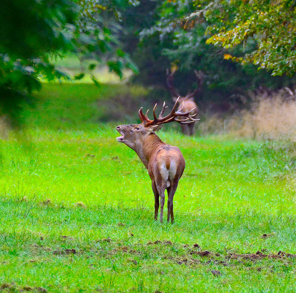 Der Rothirsch        Foto:K-H Kuhn
